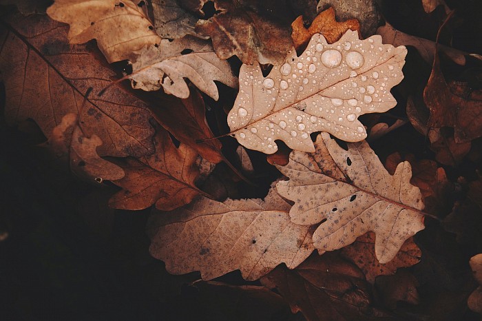 herbst, Blätter, autumn, Natur, lyrik blog, herzjahre, schreiben, Foto, bild
